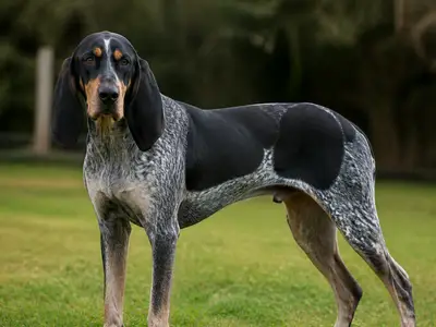 Brazilian Tracker犬
