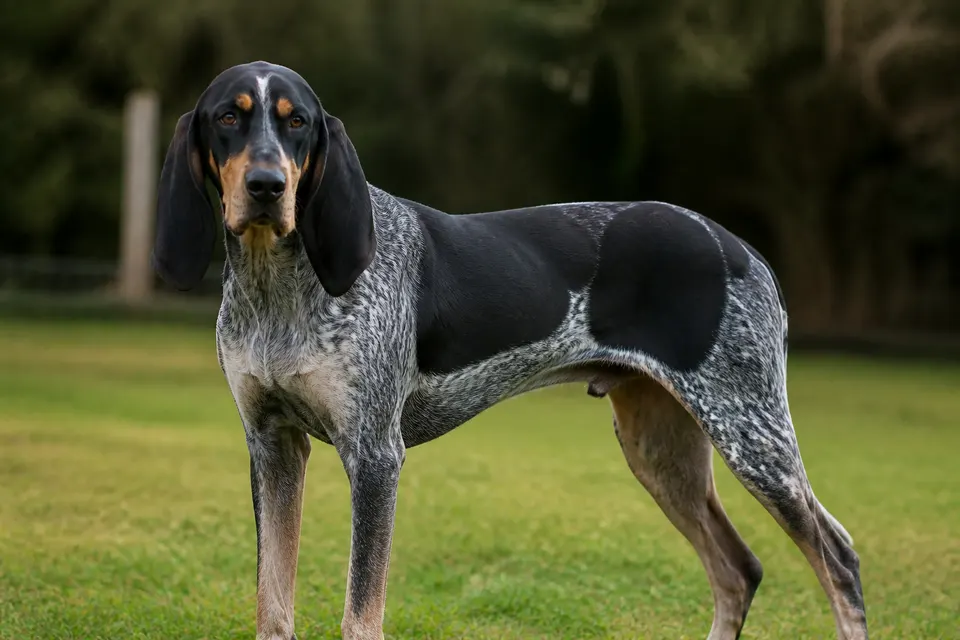 Brazilian Tracker犬 · 正面