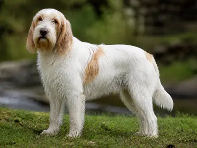 Briquet Griffon Vendeen犬