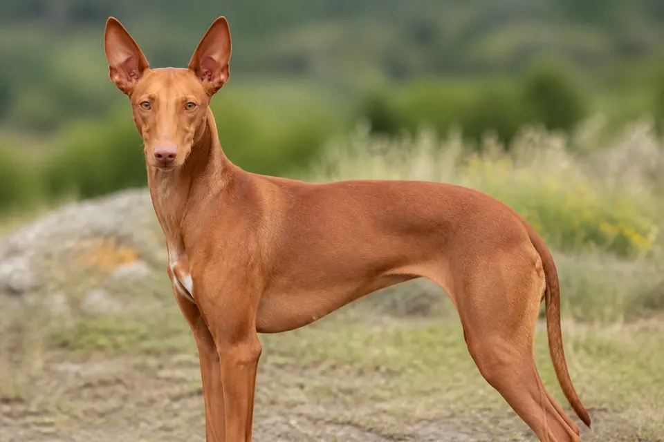 西西里利兔犬 · 正面