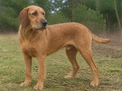 Coarse-Haired Styrian Hound犬