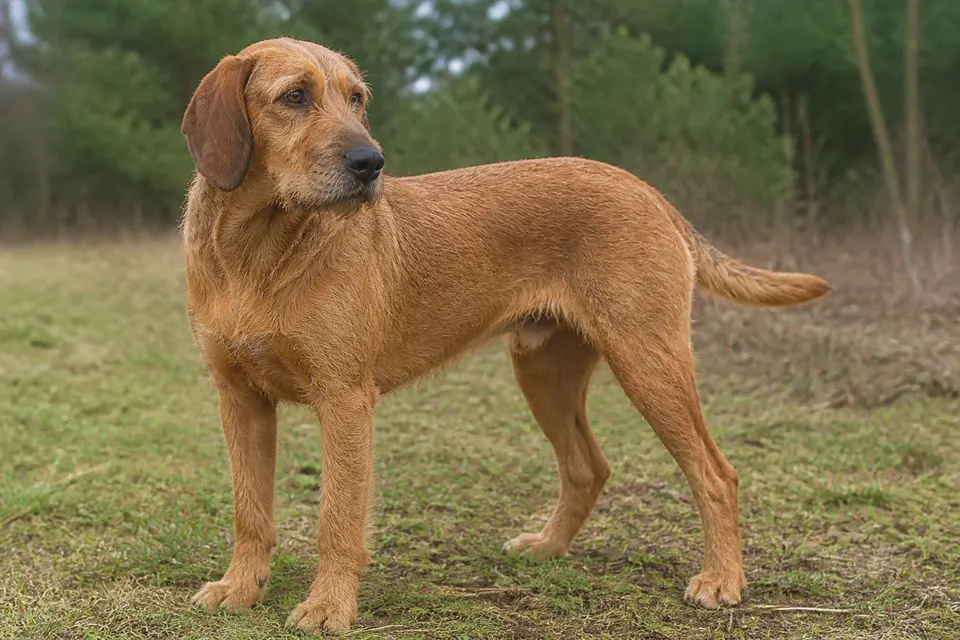 Coarse-Haired Styrian Hound犬 · 正面