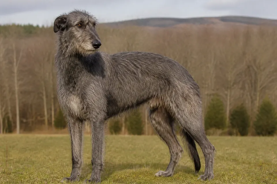 Deerhound犬 · 正面