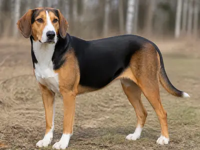 Estonian Hound犬