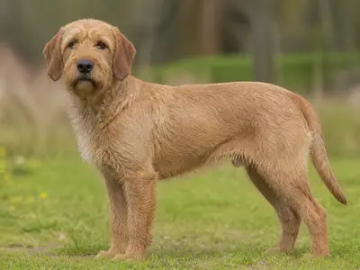 Fawn Brittany Griffon犬