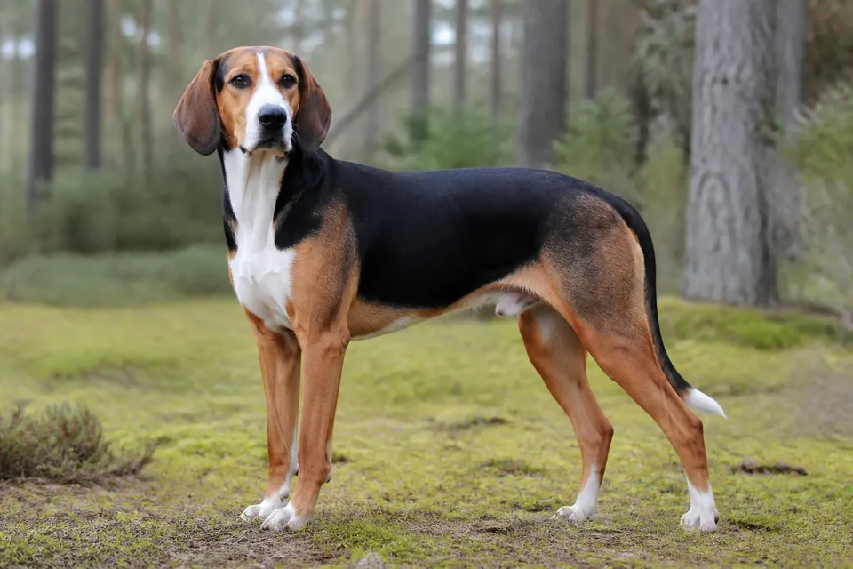 Finnish Hound犬 · 正面