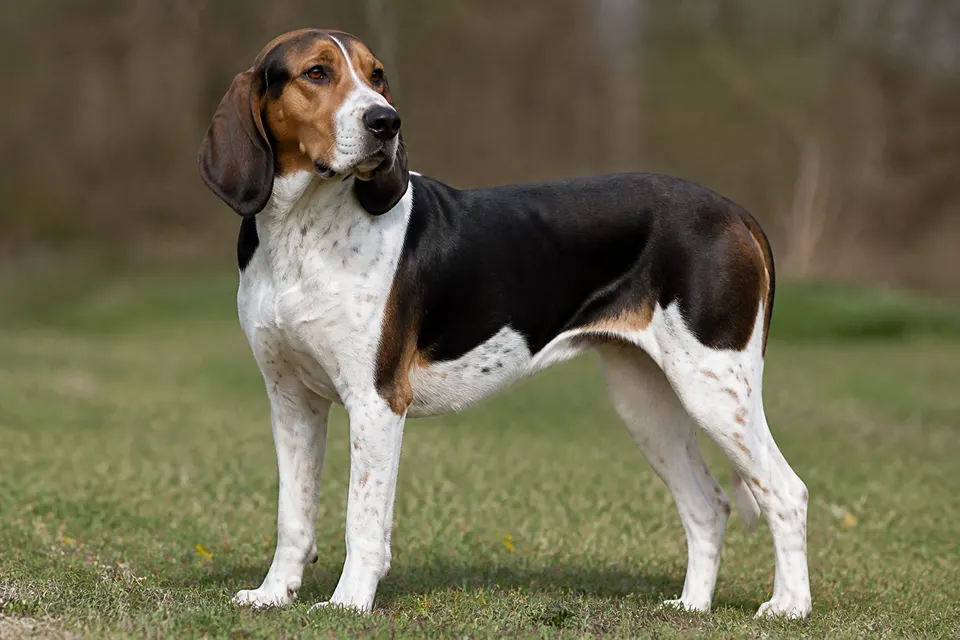 French Tricolour Hound犬 · 正面