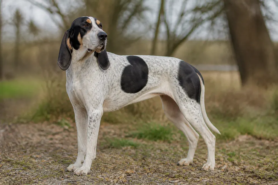 French White & Black Hound犬 · 正面