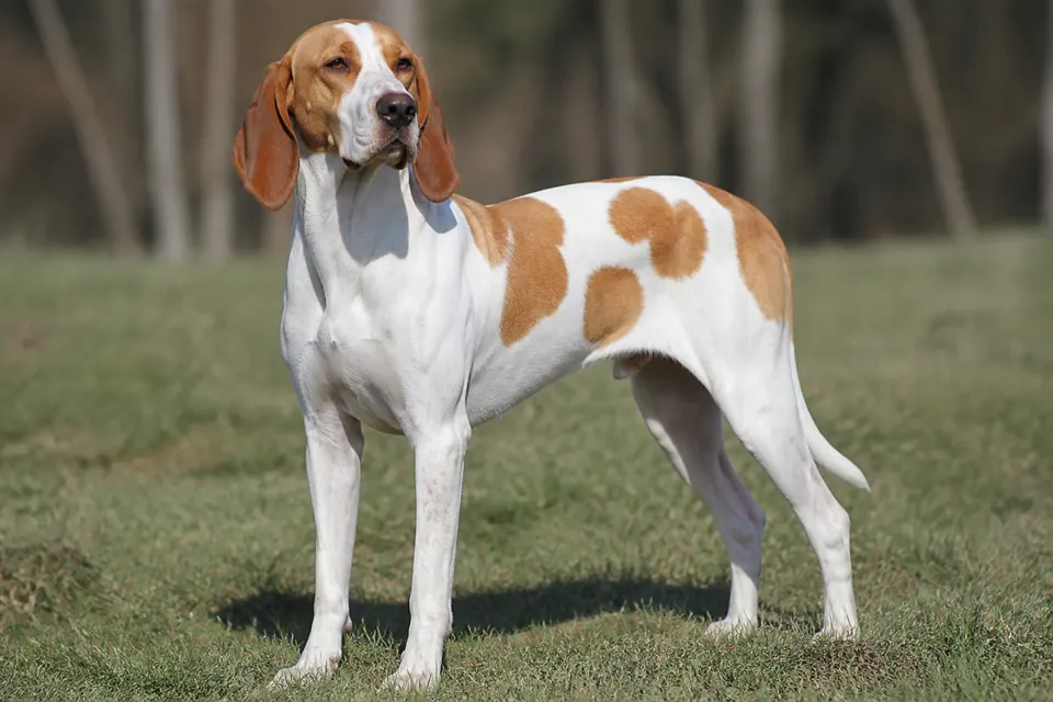 French White and Orange Hound犬 · 正面