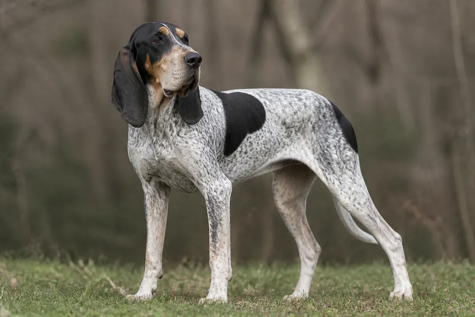 Gascon Saintongeois犬 · 正面