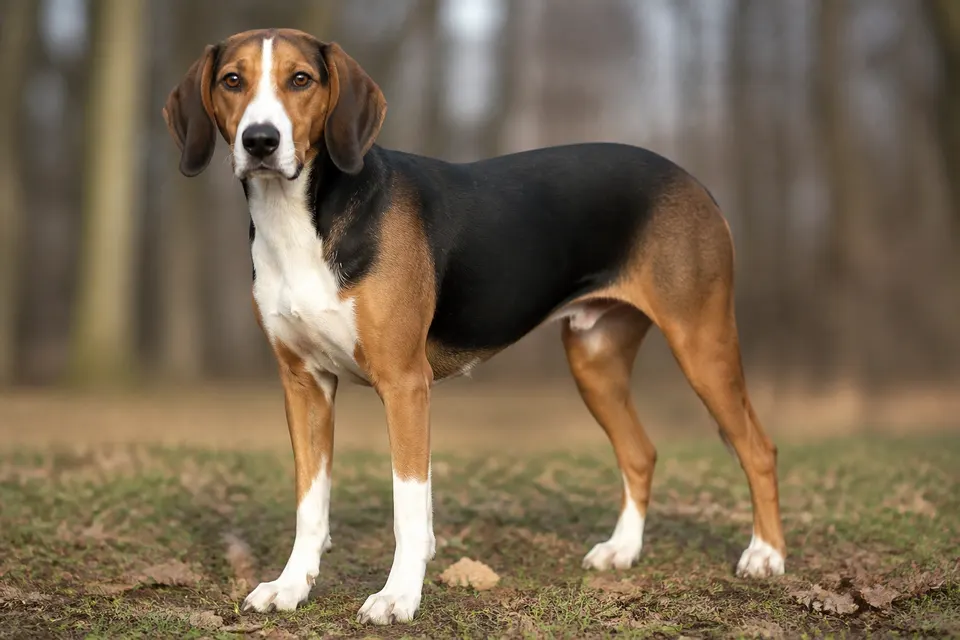 German Hound犬 · 正面