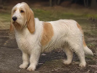 大贝吉格里芬凡丁犬