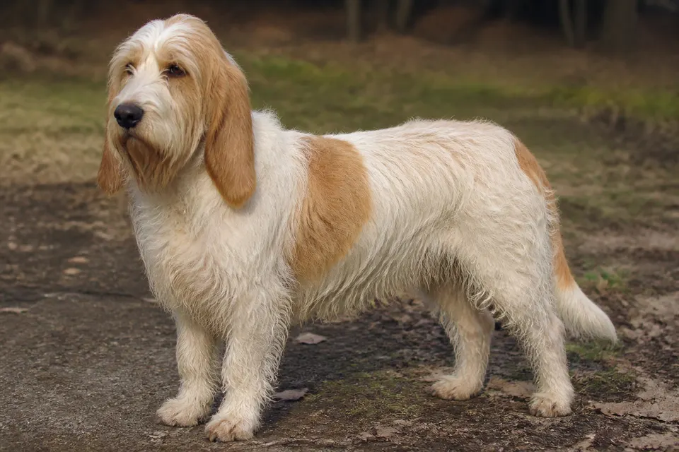 大贝吉格里芬凡丁犬 · 正面