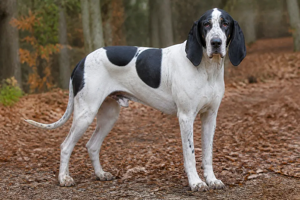 Great Anglo-French White and Black Hound犬 · 正面
