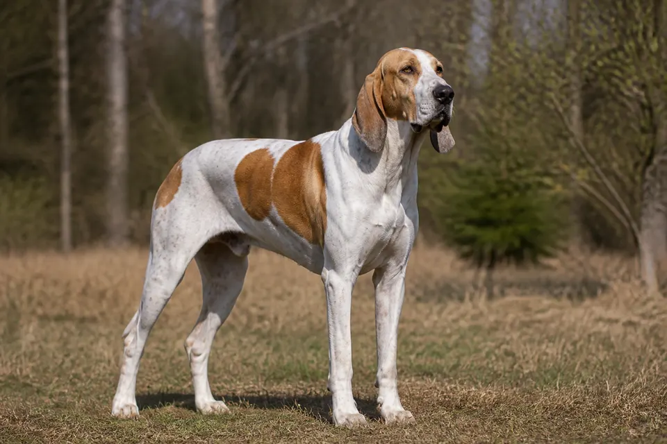 Great Anglo-French White & Orange Hound犬 · 正面
