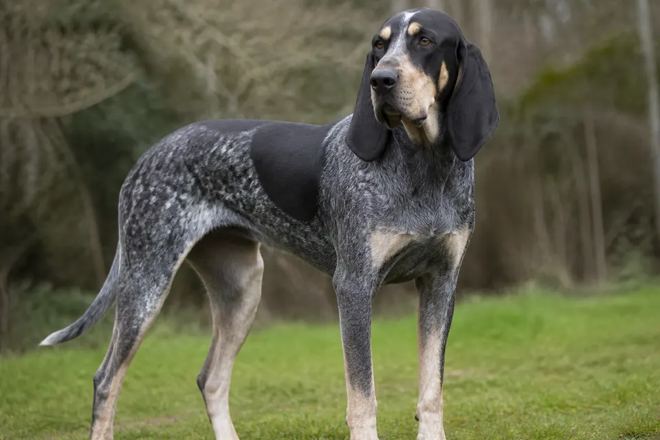 Great Gascony Blue犬 · 正面