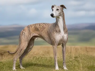 灵缇