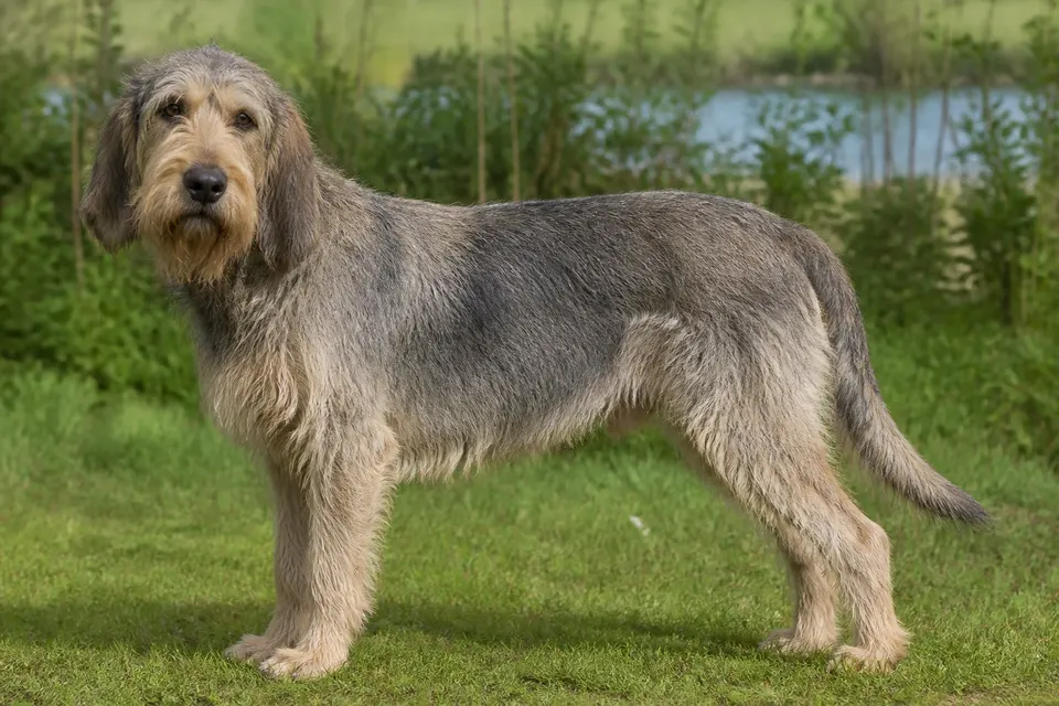 Griffon Nivernais犬 · 正面