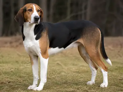 Halden Hound犬