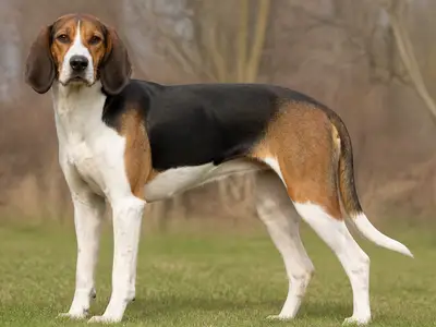 哈里厄猎兔犬