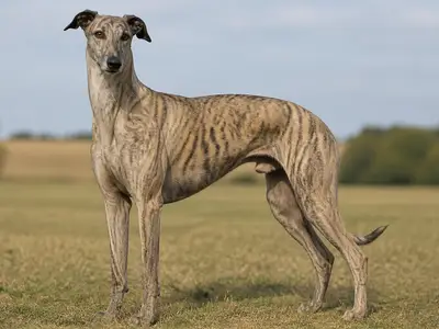 Hungarian Greyhound犬
