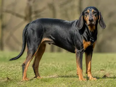 Hungarian Hound - Transylvanian Scent Hound犬