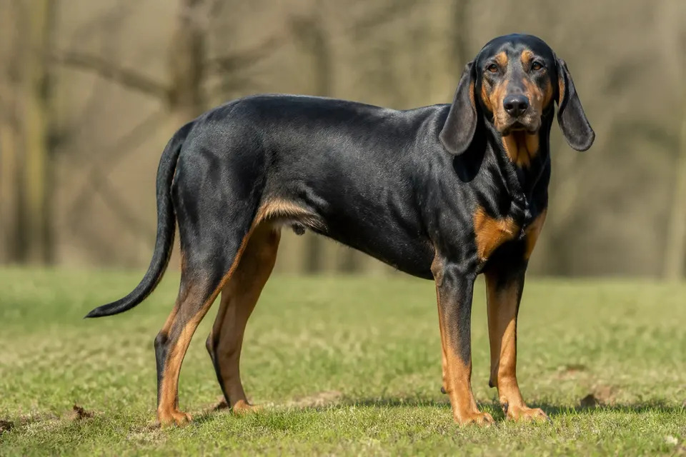 Hungarian Hound - Transylvanian Scent Hound犬 · 正面