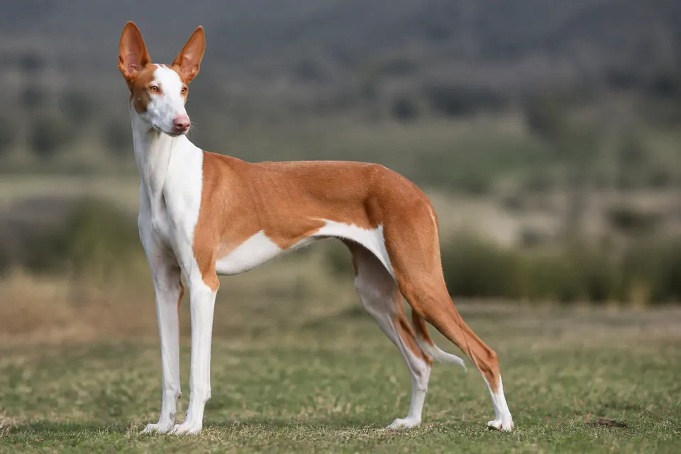 伊比赞猎犬 · 正面