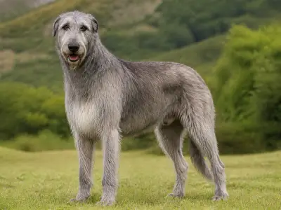 爱尔兰狼犬