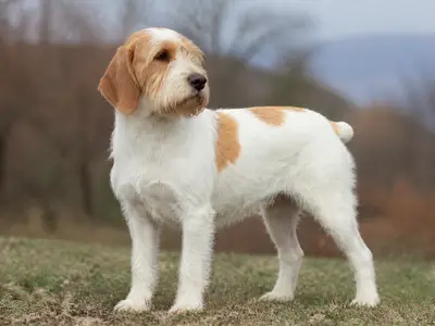 Istrian Wire-Haired Hound犬