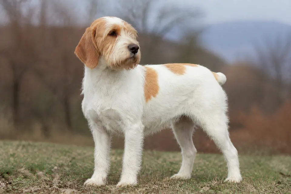 Istrian Wire-Haired Hound犬 · 正面