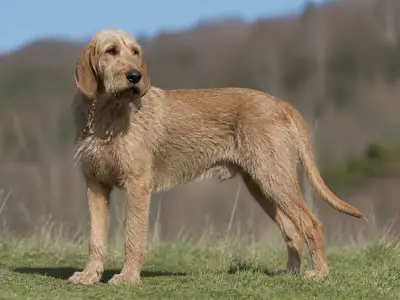 Italian Rough-Haired Segugio犬