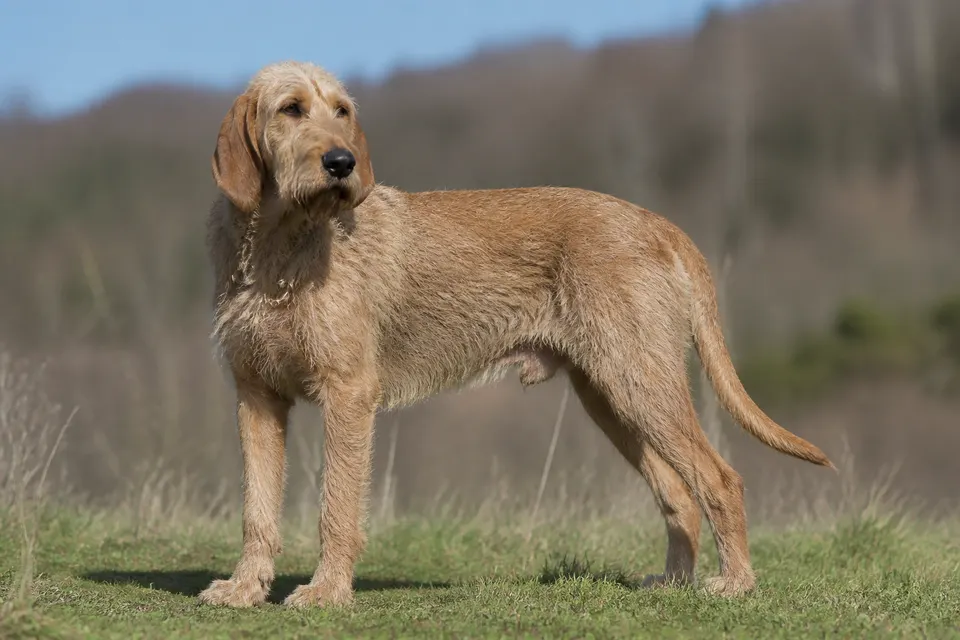 Italian Rough-Haired Segugio犬 · 正面