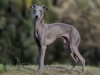 Italian Sighthound犬