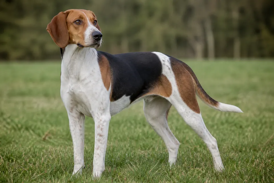 Medium-Sized Anglo-French Hound犬 · 正面