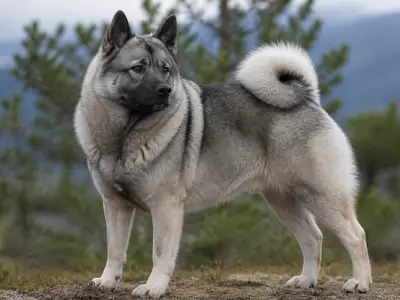 挪威猎麋犬