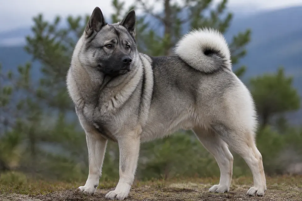 挪威猎麋犬 · 正面