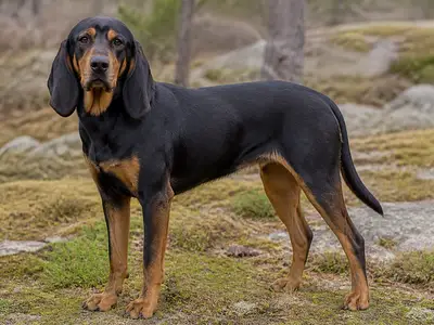 Norwegian Hound犬