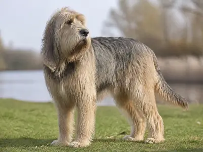 猎水獭犬