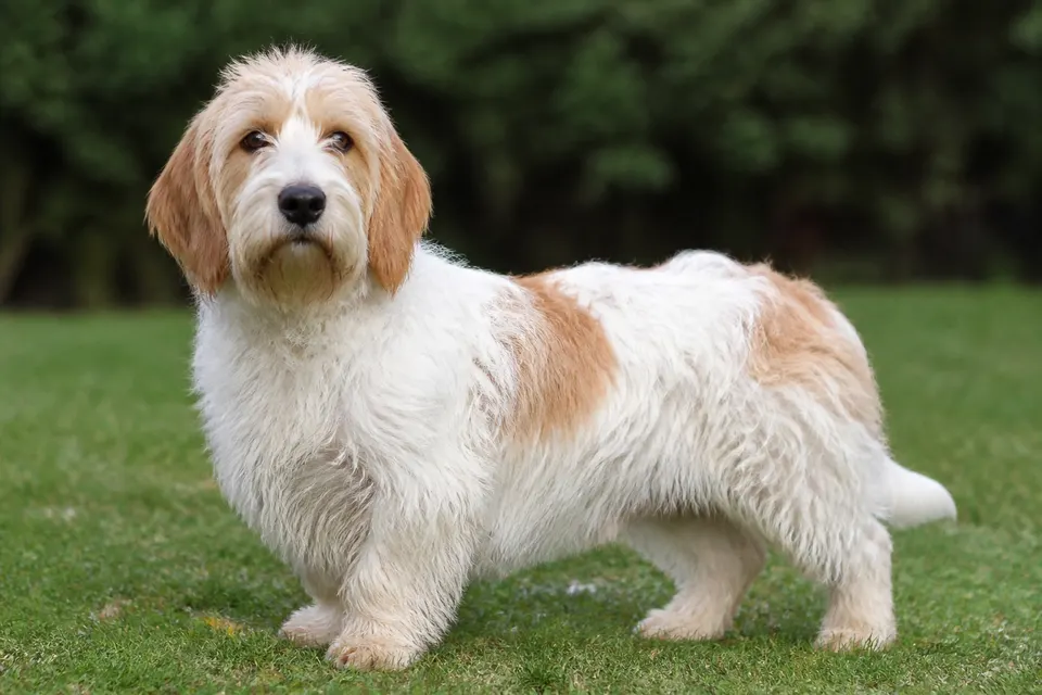 小贝吉格里芬凡丁犬 · 正面