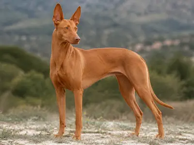 法老王猎犬