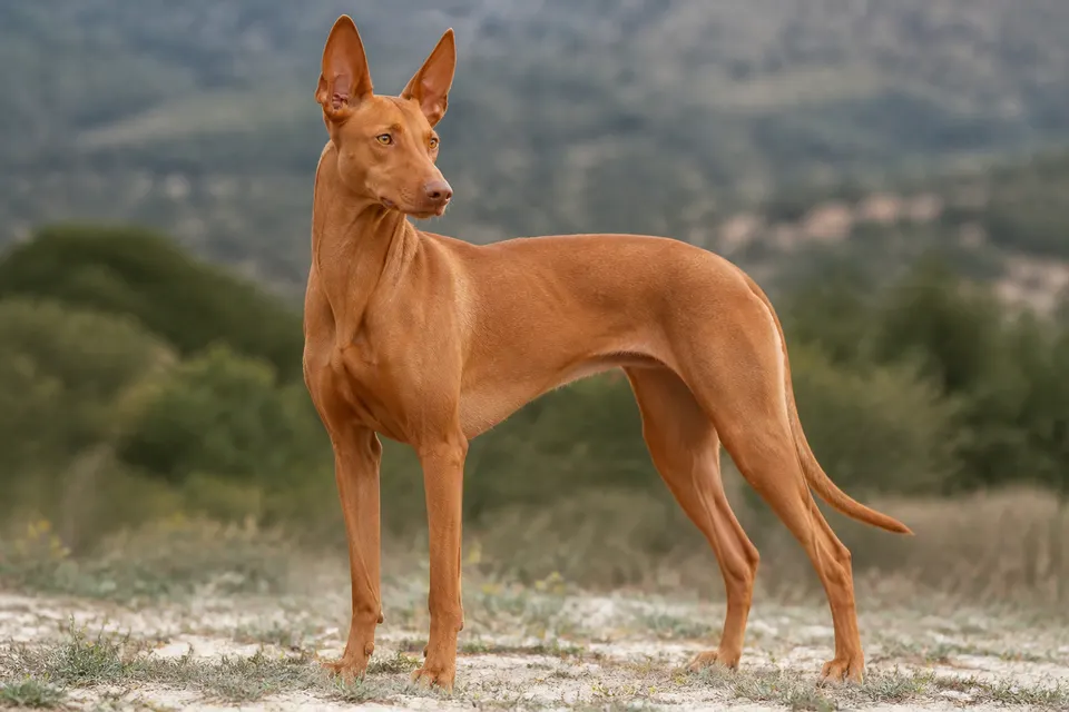 法老王猎犬 · 正面