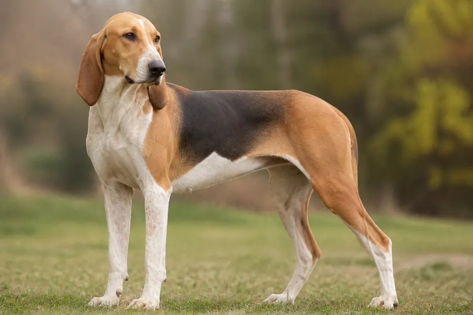 Poitevin犬 · 正面