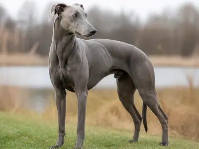 Polish Greyhound犬