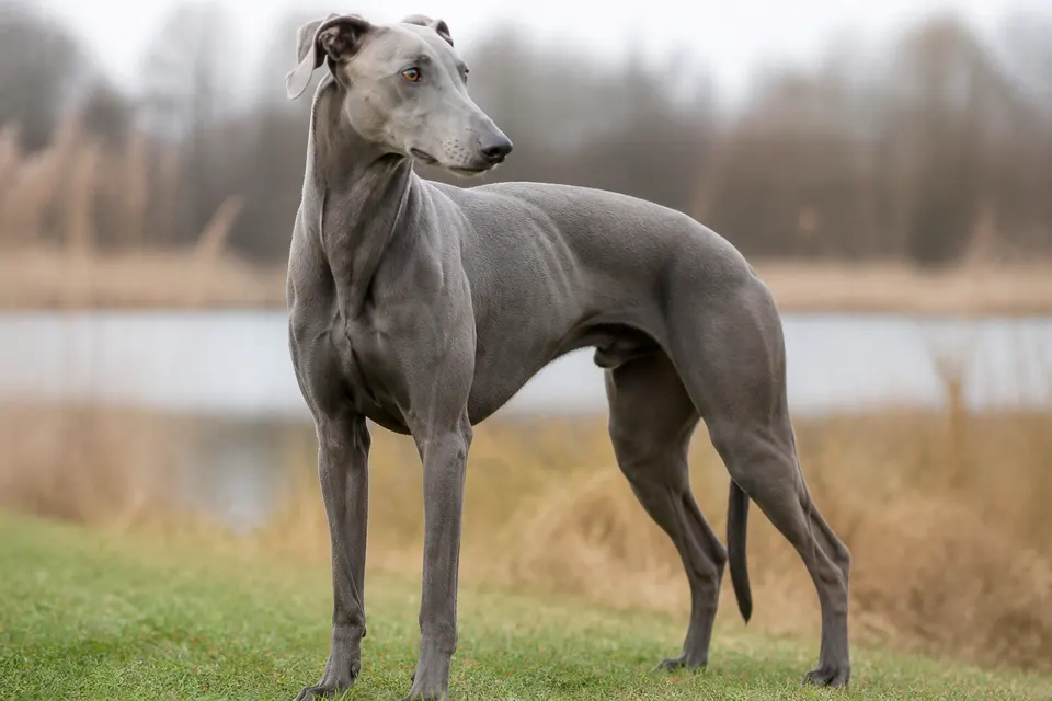 Polish Greyhound犬 · 正面