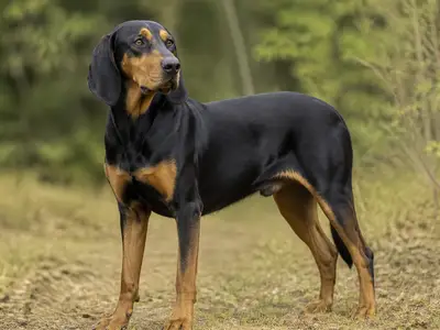 Polish Hunting Dog犬