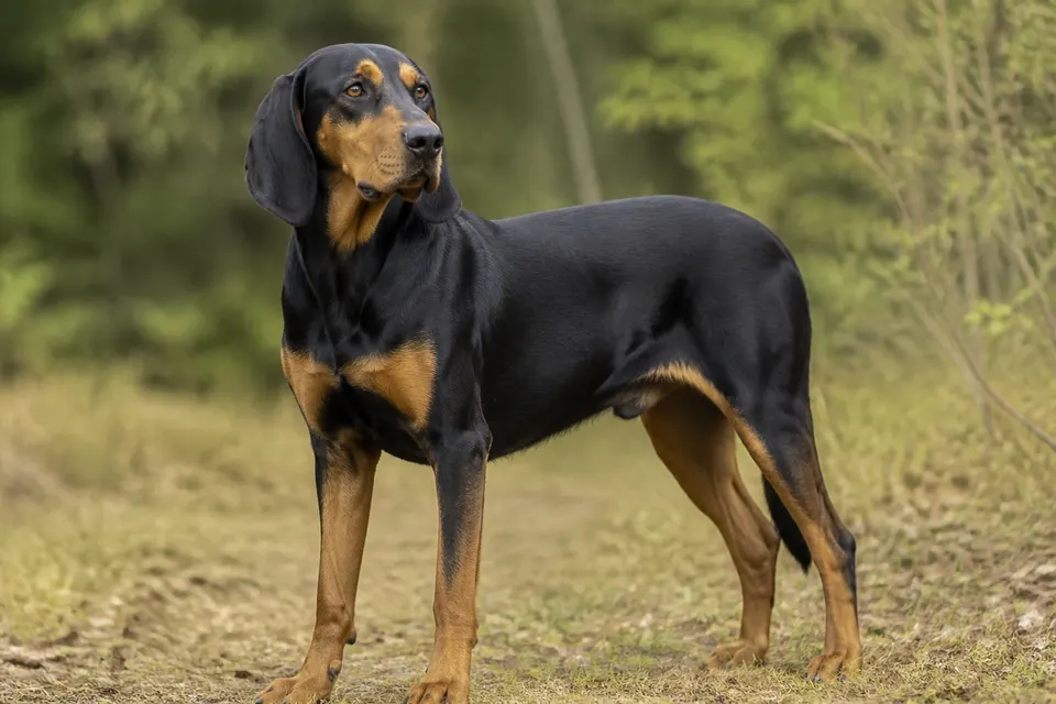 Polish Hunting Dog犬 · 正面