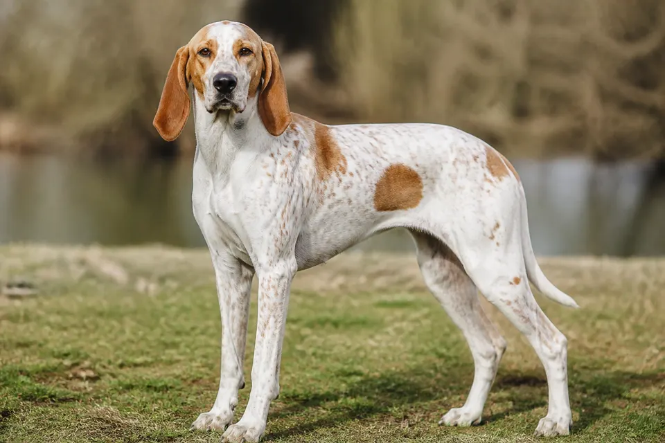 Porcelaine犬 · 正面
