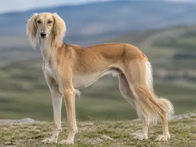 萨路基犬
