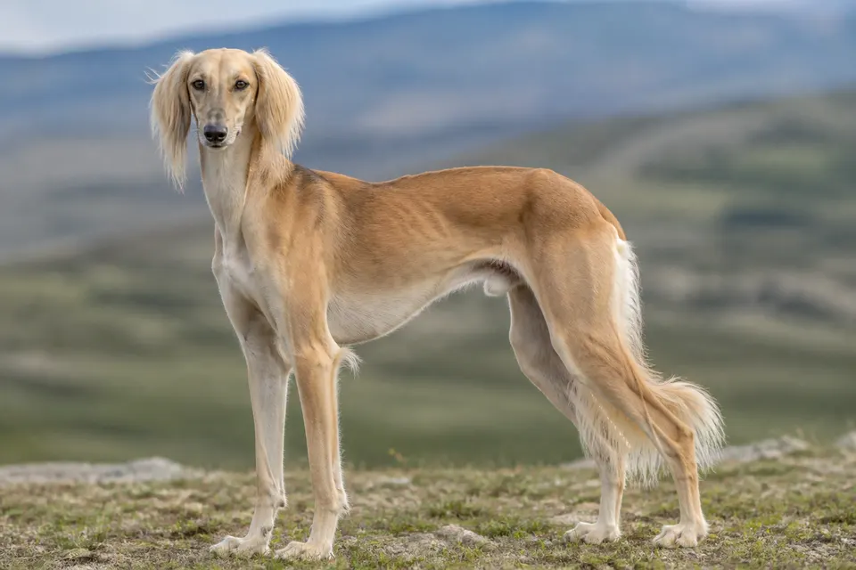 萨路基犬 · 正面